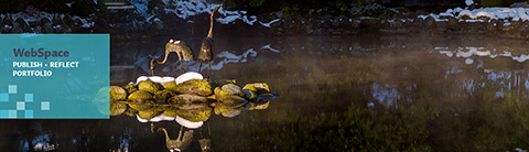 WebSpace | Publish, Reflect | Portfolio
